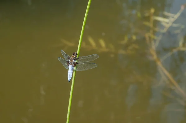 Dragonfly Insect Perched Grass Stick Closeup Pond Water Background — Stock Photo, Image
