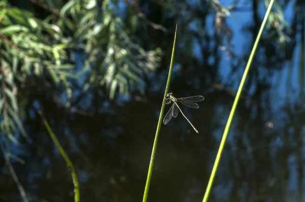 池の水の上に草の棒で覆われた青い尾トンボのダムフライ昆虫背景 — ストック写真