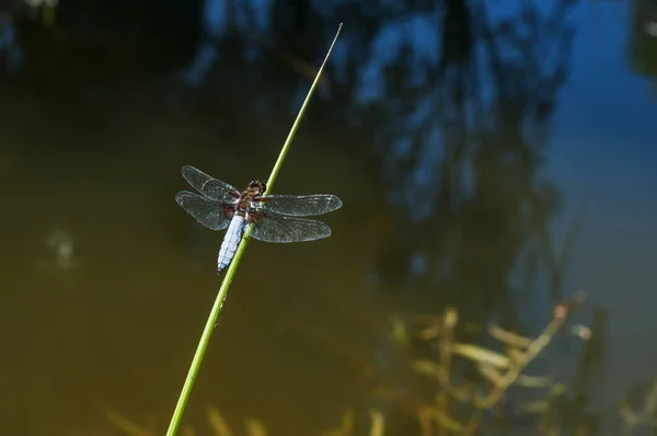 蜻蜓昆虫栖息在池塘水底的草棍特写上 — 图库照片