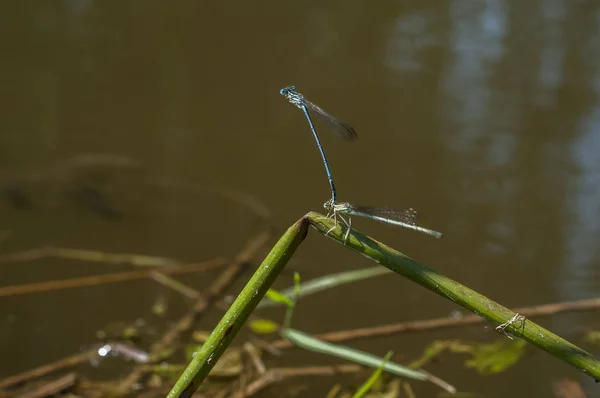Blue Tailed Dragonfly Damselfly Insects Perched Grass Stick Closeup Pond — 스톡 사진