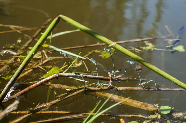 Mavi Kuyruklu Yusufçuk Böceği Otların Üzerine Tünemiş Böcekler Gölet Suyuna — Stok fotoğraf