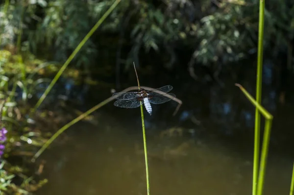 Dragonfly Insect Perched Grass Stick Closeup Pond Water Background — 스톡 사진