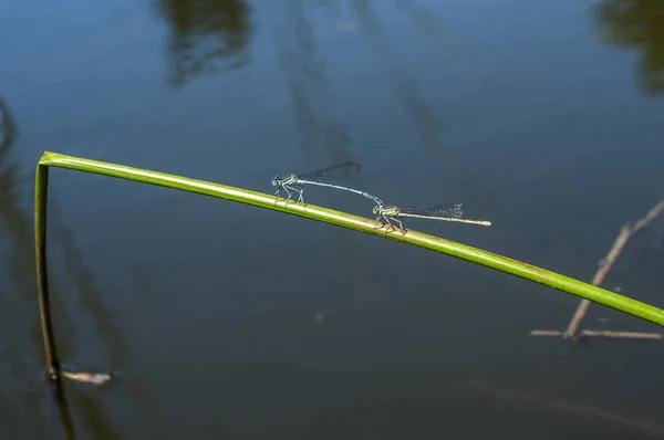 Blauwe Libelle Waterjuffer Insecten Hoog Gras Stok Close Vijver Water — Stockfoto