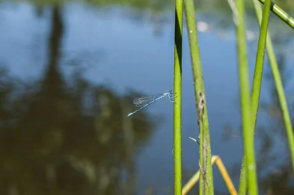 Blue Tailed Dragonfly Damselfly Insects Perched Grass Stick Closeup Pond — 스톡 사진