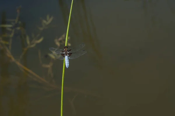 Insetto Libellula Appollaiato Erba Bastone Primo Piano Fondo Acqua Stagno — Foto Stock