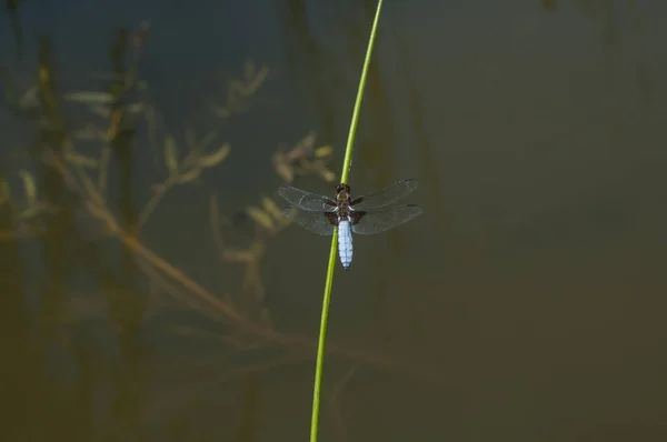 Libélula Insecto Encaramado Palo Hierba Primer Plano Fondo Agua Del — Foto de Stock