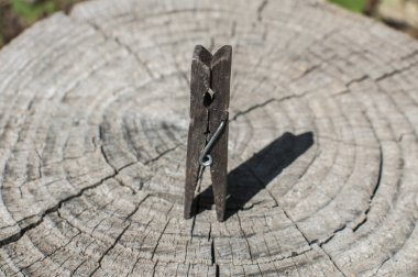 Eski kesilmiş ağaç gövdesi yüzeyinde eski, yıpranmış ahşap mandal. Yakın plan.