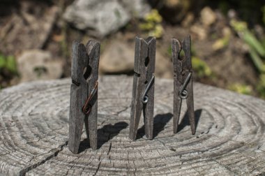 Eski kesilmiş ağaç gövdesi yüzeyinde eski ahşap mandallar.