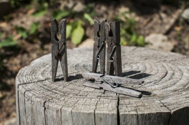 Eski kesilmiş ağaç gövdesi yüzeyinde eski ahşap mandallar.