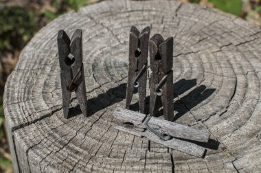 Eski kesilmiş ağaç gövdesi yüzeyinde eski ahşap mandallar.