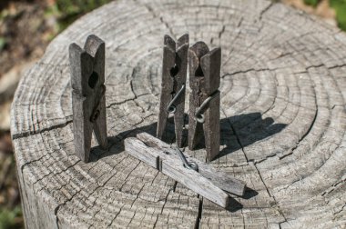 Eski kesilmiş ağaç gövdesi yüzeyinde eski ahşap mandallar.