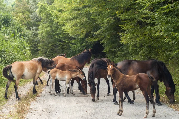 Herd of horses closeup on country road