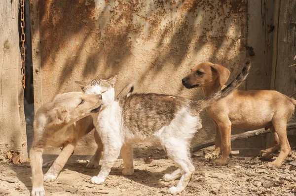 Little Stray Dog Street Cat Playing Together Ground — Stock Photo, Image