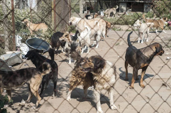 Streunende Hunde Freien Tierheim Großaufnahme Hinter Einem Drahtgeflecht — Stockfoto