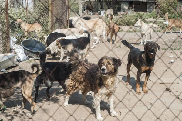 Streunende Hunde Freien Tierheim Großaufnahme Hinter Einem Drahtgeflecht — Stockfoto