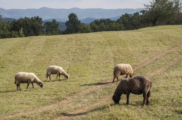 Flock Sheep Grazing Green Grass Summer Mountain Meadow — Stock Photo, Image