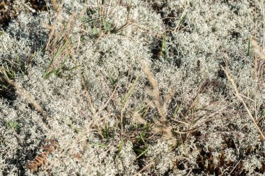 Çiçek açan dağ çimenleri çiçek gibi kapanıyor.