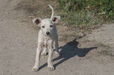 Şirin, genç, beyaz, kırsal yola yakın bir köpek.