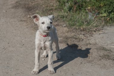 Şirin, genç, beyaz, kırsal yola yakın bir köpek.