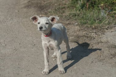 Şirin, genç, beyaz, kırsal yola yakın bir köpek.