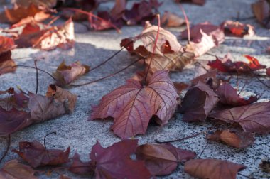Taş asfaltta kurumuş kırmızı akçaağaç yaprakları.