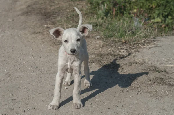 Cute Young White Mongrel Dog Closeup Country Road — Stockfoto