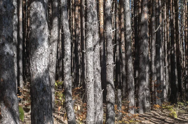 Primer Plano Del Bosque Pinos Como Fondo Natural — Foto de Stock