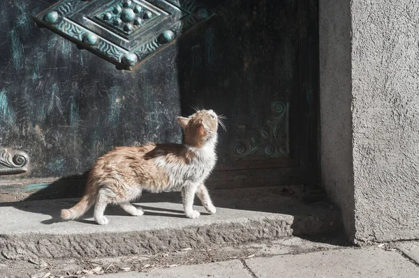 阳光明媚的时候 猫咪在铁门边紧闭 — 图库照片