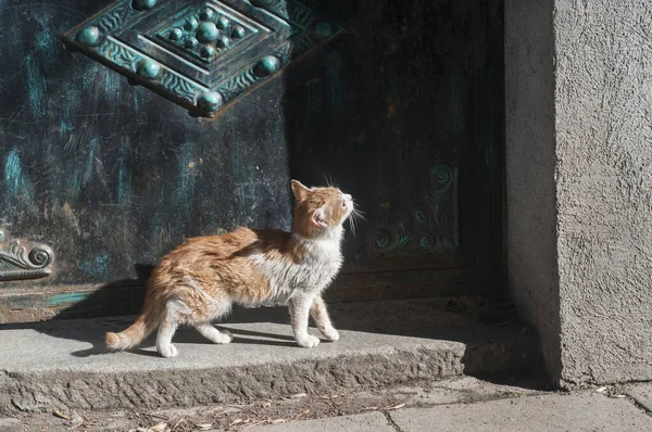 Kitty Cat Close Iron House Door Sunny Day — Stock fotografie