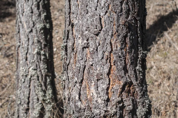 Pino Tronco Corteza Primer Plano Como Fondo Madera —  Fotos de Stock