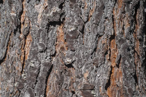 Pine Tree Trunk Bark Closeup Wooden Background — Stock Photo, Image