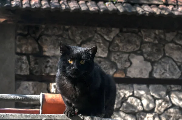 Preto Rua Gato Lixo Bin Closeup Ensolarado Dia — Fotografia de Stock