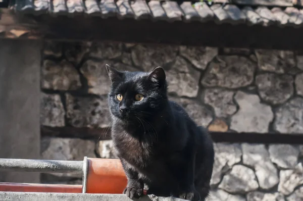 阳光明媚的日子里 垃圾箱里的黑街猫 — 图库照片