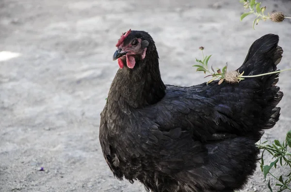 Galinha de cor escura — Fotografia de Stock