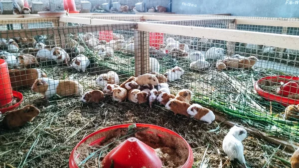 Guniea domuzlar Lima - Peru