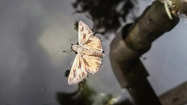 Papillon sur l'eau — Photo