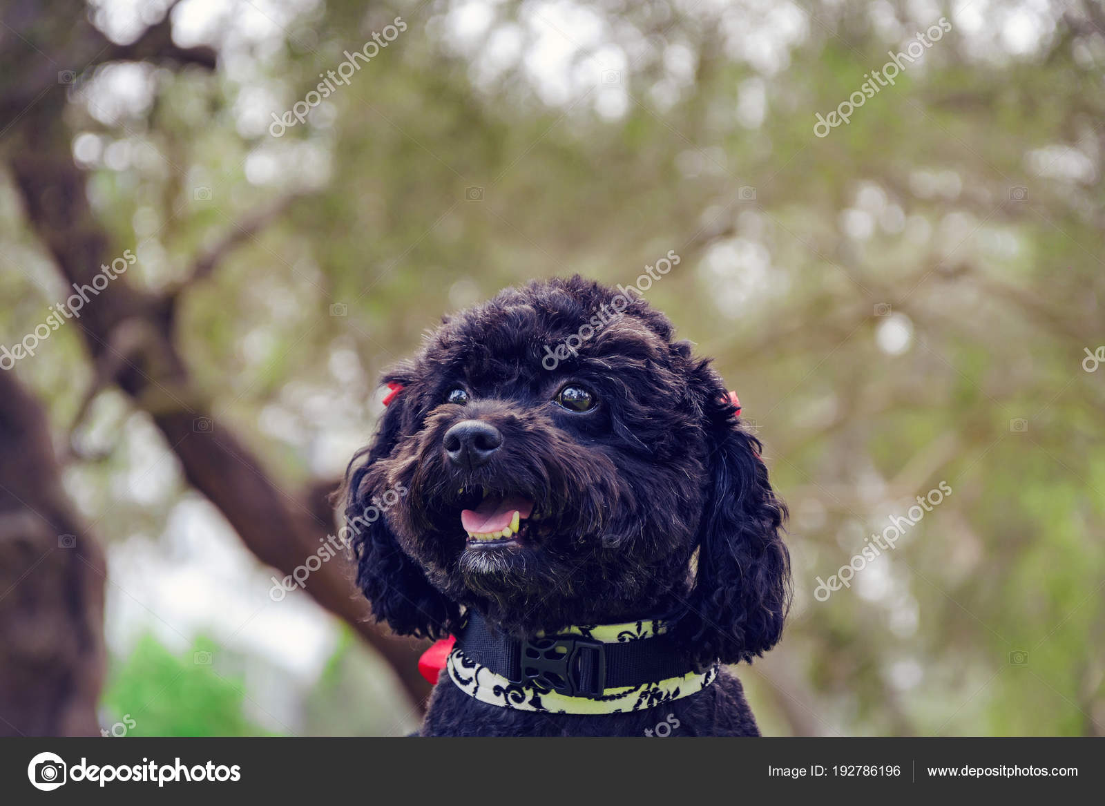 small poodle black
