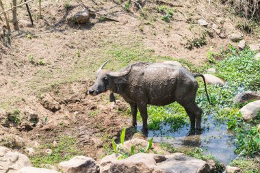 Bir bufalonun yakın görüntüsü. Pai, Tayland.
