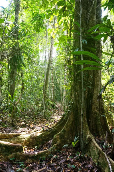 Peru - Iquitos - Amazon rainforest - walk along the Amazon that contemplates the huge trees that rise above the others that dominate the horizon.