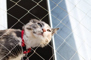 Melez kedi, pencerenin kenarında ağla oturuyor..