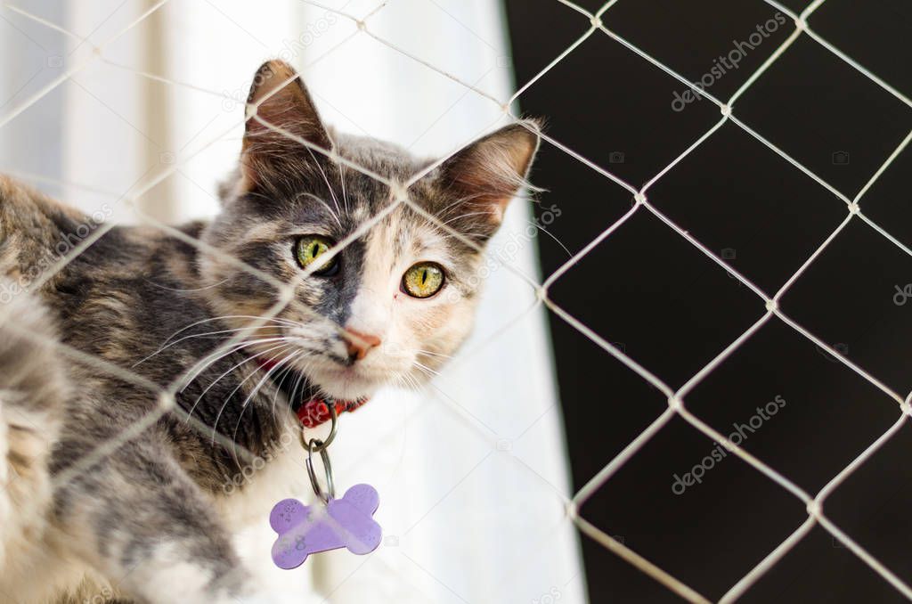 Mixed breed cat sitting by a window with a net.