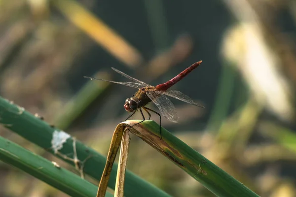 Libellen, Insekten, Tiere, Natur, Makrolibelle - Fokus auf das Auge. — Stockfoto