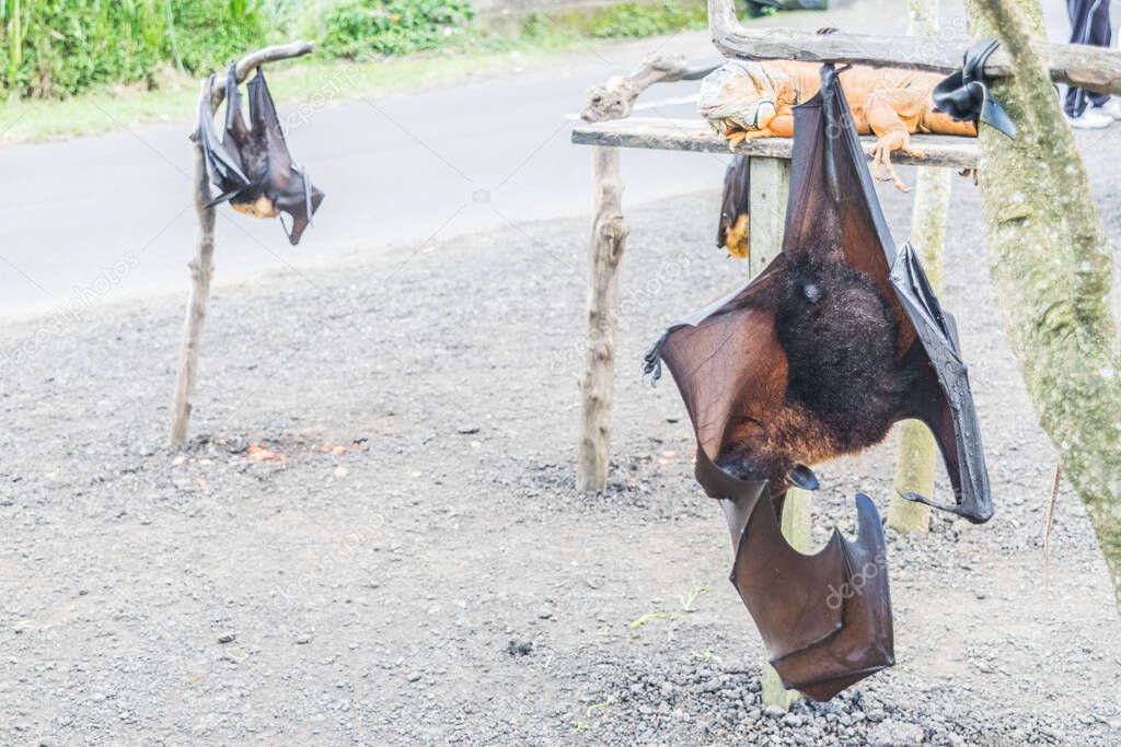 Bat hanging from the tree branch, Indonesia bat - Also known as great flying fox.