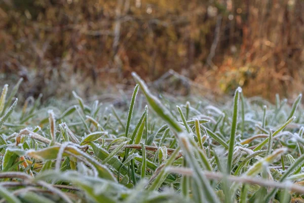 Gräset Täckt Med Frost Tidigt Morgonen Hösten Parken — Stockfoto