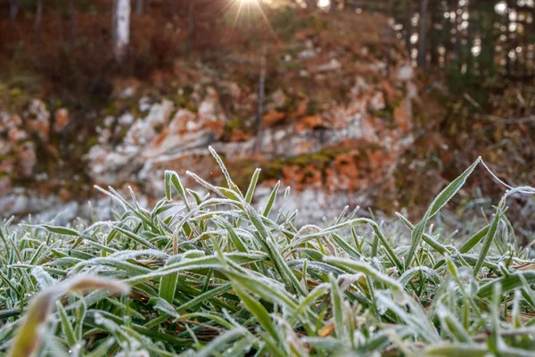 Dawn Autumn Grass Frost Background Rising Sun Outdoor — Stock Photo, Image