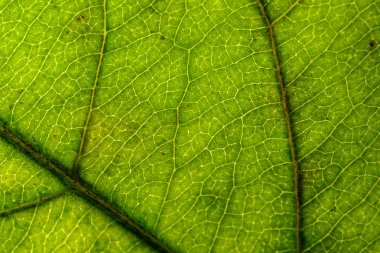 doğal tedavi, olmadan yeşil bir yaprak fotoğrafı yakın çekim