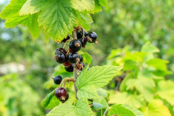 Yaz aylarında dal siyah frenk üzümü