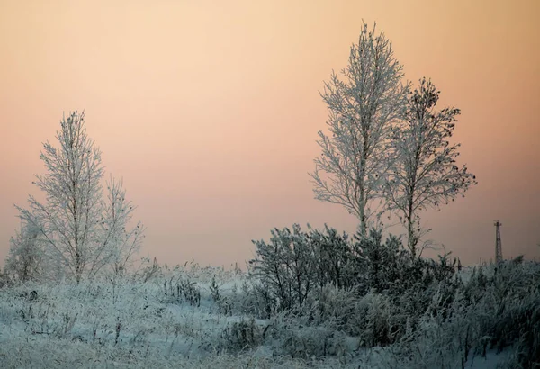 冬天的早晨是霜中非常寒冷的桦树 — 图库照片