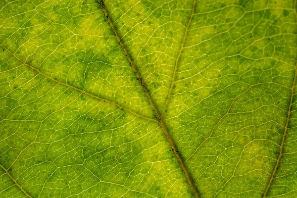 害虫黒によって破損している緑の葉 緑の葉の構造のクローズ アップ — ストック写真