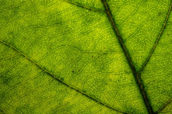 Közeli Kép Nap Vénák Levélnyél Zöld Levél Felépítése — Stock Fotó